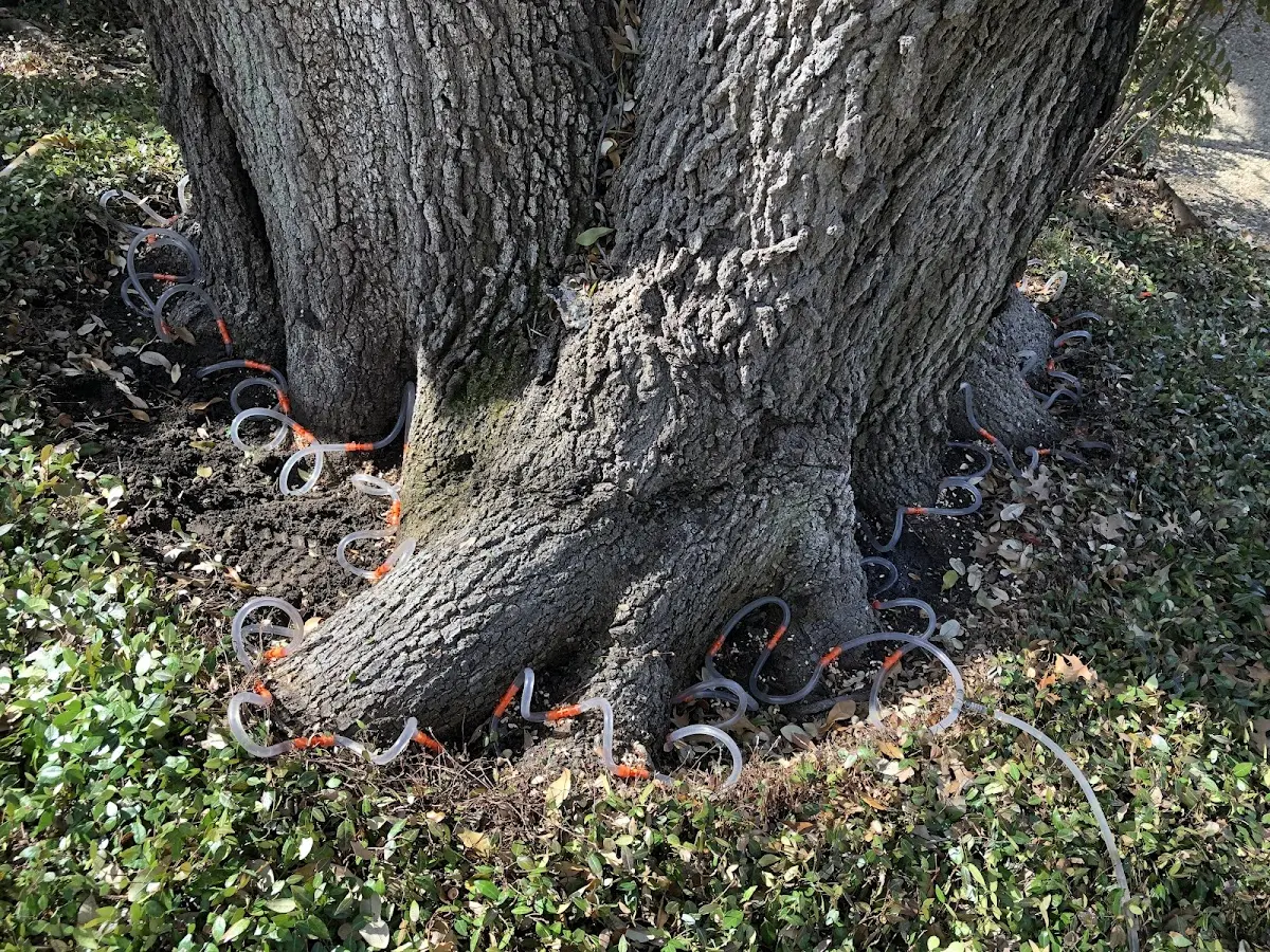 Detailed Tree Cabling and Bracing job site in Slayden