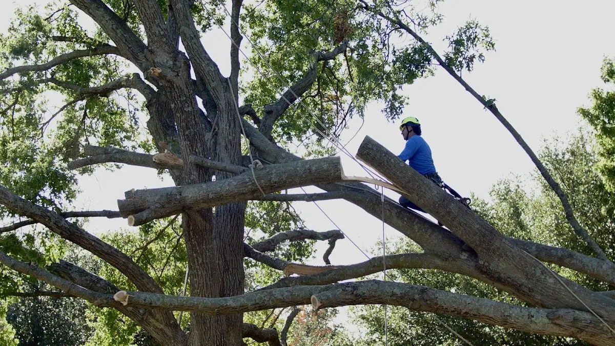 Professional Crown Thinning performed by certified arborists in Slayden