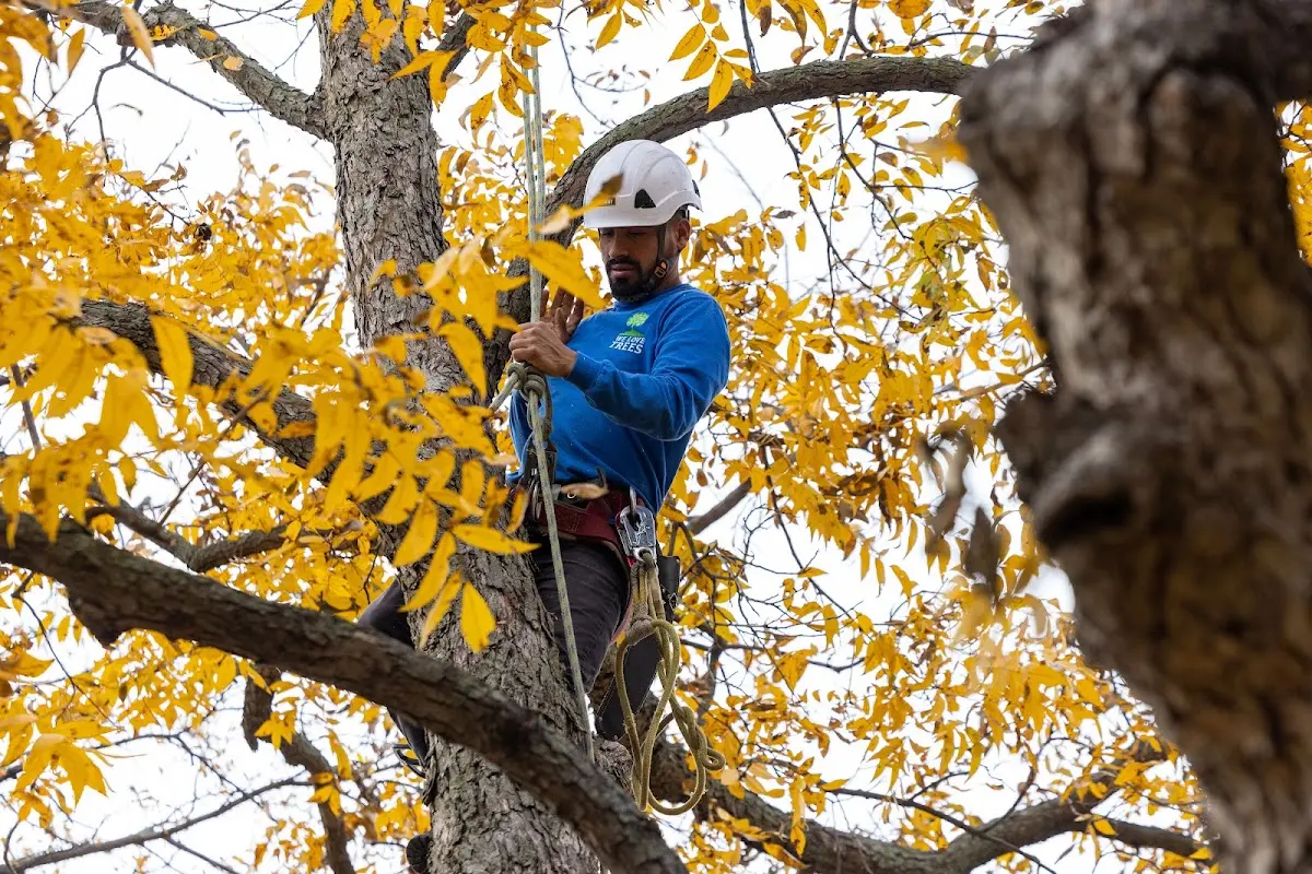 Skilled Dead Tree Removal crew working in Slayden